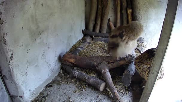 Anne Oğul Baykuş Yuvada Oturur — Stok video