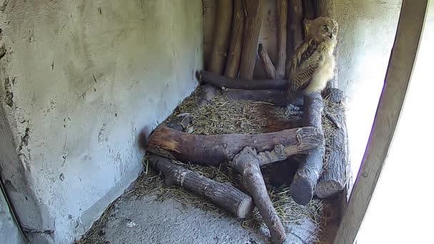 小猫头鹰坐在鸟巢里 — 图库视频影像