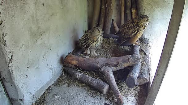 Dos Búhos Mirando Desde Nido — Vídeo de stock