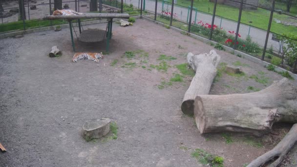 Dwa Dzikie Tygrysy Ślizgające Się Huśtawce — Wideo stockowe