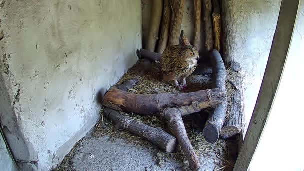 小猫头鹰在鸟巢里吃东西 — 图库视频影像