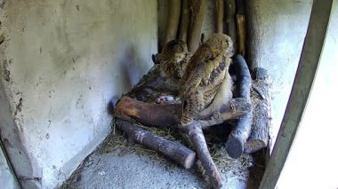 Anne baykuş, bebeğinin getirdiği yemeği yemesini izliyor..