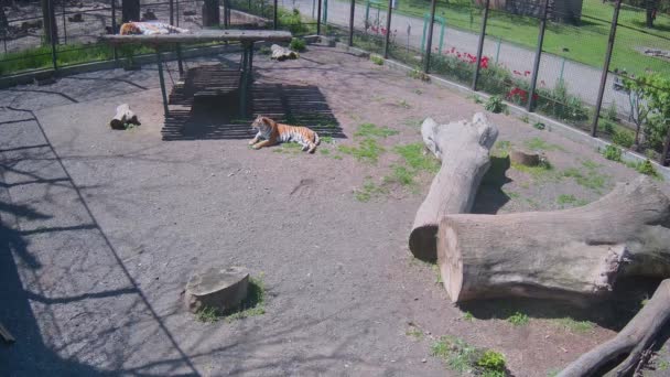 Tygři Odpočívají Slunci Jídle — Stock video