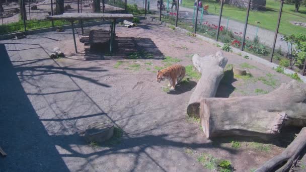 Τίγρης Τρώει Γρασίδι Κλουβί — Αρχείο Βίντεο