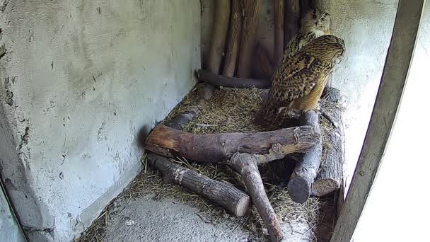 两只鹰从鸟巢里猎食 — 图库视频影像