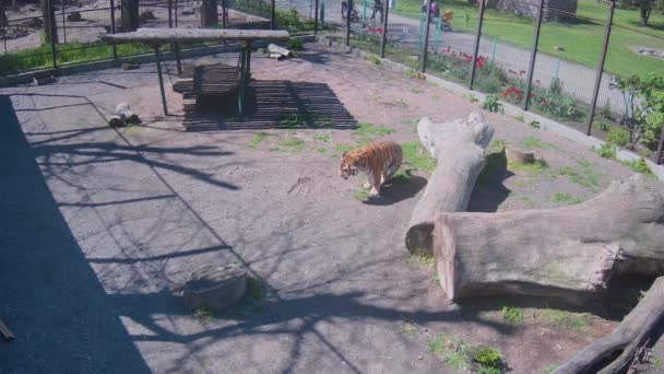 Tijger Eet Gras Een Kooi — Stockvideo