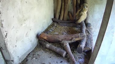 Yavru bir baykuş tüylerimi yıkıyor ve annemi bekliyor..