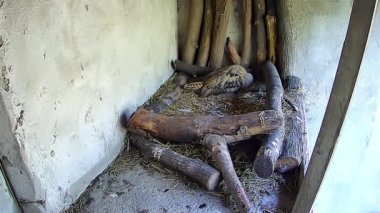 Küçük baykuş avını yiyor ve etrafına bakıyor.