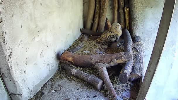 Mamma Gufo Volò Nido Del Suo Bambino — Video Stock