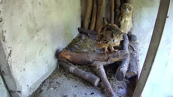 猫头鹰在巢穴里守望着 — 图库视频影像