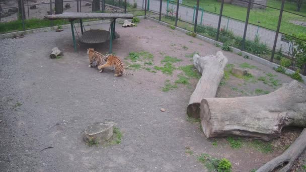 Der Tiger Wurde Von Einem Anderen Tiger Angegriffen — Stockvideo