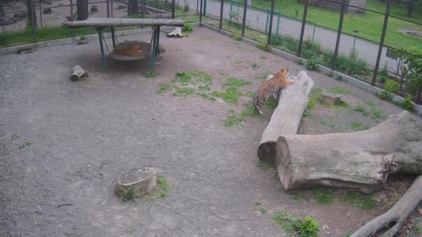 Der Tiger Schärft Seine Krallen Den Stücken Der Raupe Die — Stockvideo