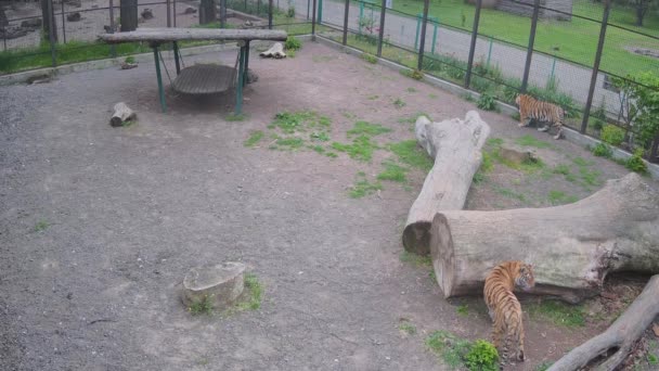 Tigers Tittar Fågel Från Aviary — Stockvideo