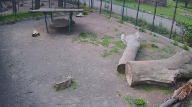 Kafes kaplanlarında dinleniyor.