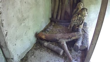  Anne ve bebek baykuş yuvaya oturur ve doğayı gözlemlerler.