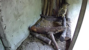  Baykuş yuvada duruyor..