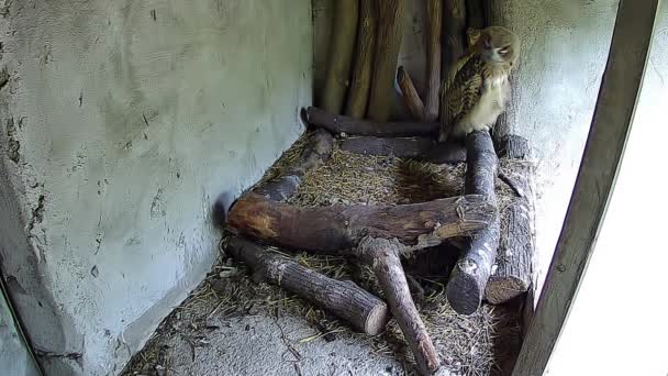 Mooie Pluizige Uil Een Kooi — Stockvideo