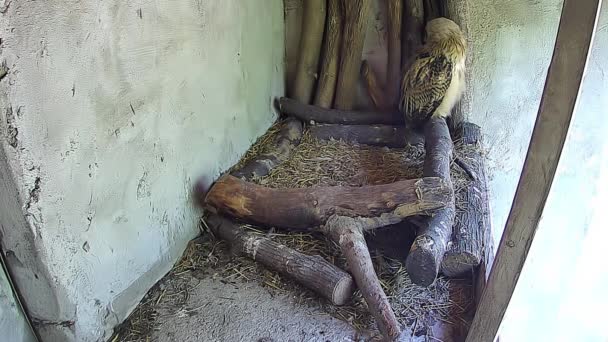 小猫头鹰擦它的羽毛 — 图库视频影像