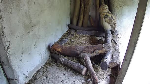 Aguila Búho Mamá Bebé Comer Presa Que Mamá Vino Nido — Vídeo de stock