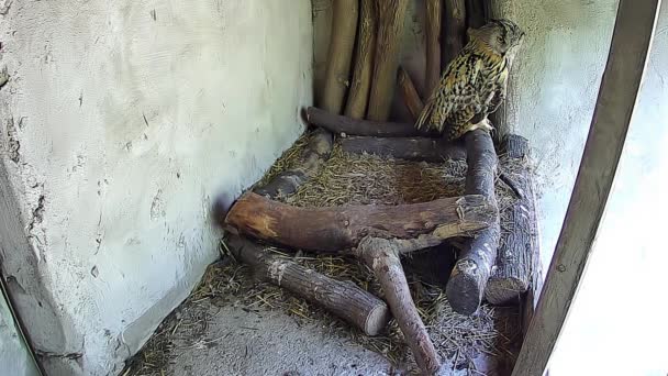 猫头鹰正坐在笼子上 — 图库视频影像