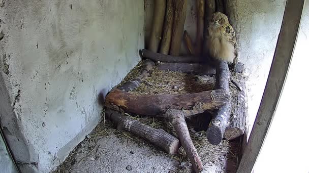 猫头鹰坐在巢里等着它的妈妈 — 图库视频影像