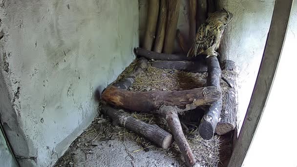 猫头鹰就站在鸟巢里 — 图库视频影像