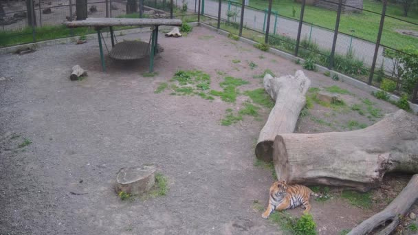 Tigre Comiendo Asqueroso — Vídeos de Stock