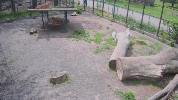 Большие Тигры Лежат Качелях Клетке — стоковое видео