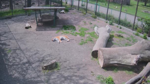 美しい縞模様の虎はケージ内の太陽の下で眠りに落ちた — ストック動画