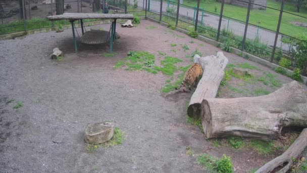 Tiger Försöker Ligga Blött Gräs Efter Regn — Stockvideo