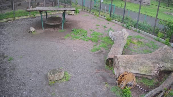 Tigre Cache Derrière Morceau Bûche Dans Une Cage — Video