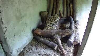 Baykuş ve bebeği birlikte yiyorlar..