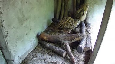 Anne baykuş ve bebeği yağmurdan korunan bir yuvada saklanıyor.