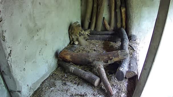 小猫头鹰想在鸟巢中逮住蜘蛛 — 图库视频影像