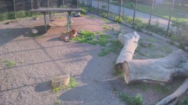 Kaplan yalnız ve akşam yemeğini bekliyor.