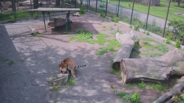 Piękny Duży Tygrys Gryzie Trawę — Wideo stockowe