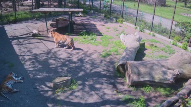 Tygrys Chodzi Słońcu Klatce Podczas Gdy Inny Tygrys Chowa Się — Wideo stockowe