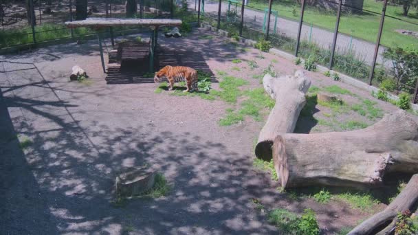 Tigre Está Procurando Lugar Para Esconder Sol — Vídeo de Stock