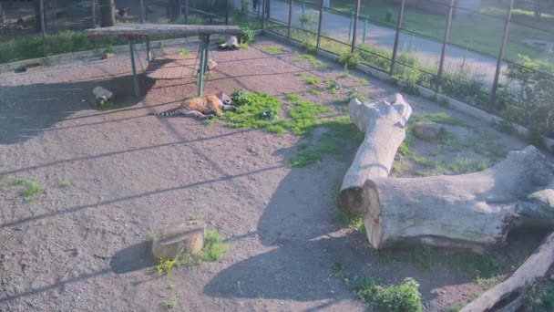 老虎在草地上睡得很香 而阳光照射在它身上 — 图库视频影像
