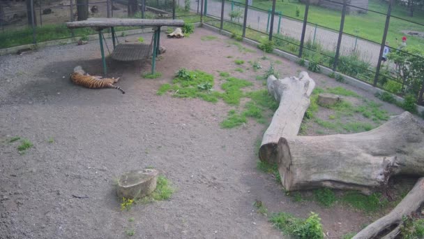 Tygrys Śnie Jest Odtwarzany Kawałkiem Drewna — Wideo stockowe