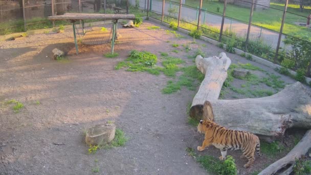 Tigre Deambula Solo Jaula — Vídeos de Stock