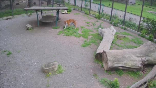 Tigre Solitario Ruge Ferozmente Busca Otro Tigre — Vídeos de Stock