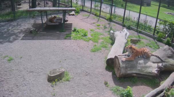 Tigre Grande Hermoso Llama Otro Tigre Con Rugido — Vídeos de Stock