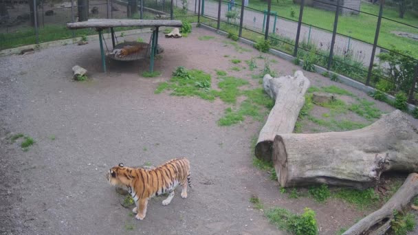 Pendant Tigre Dort Autre Tigre Regarde Qui Passe Depuis Cage — Video