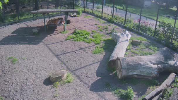 母老虎和它的孩子躲在笼中荡秋千的阳光下 — 图库视频影像