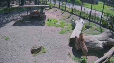 Bir kaplan salıncağın gölgesinde saklanırken, diğer kaplan pençelerini bir ağaçta keskinleştirir.