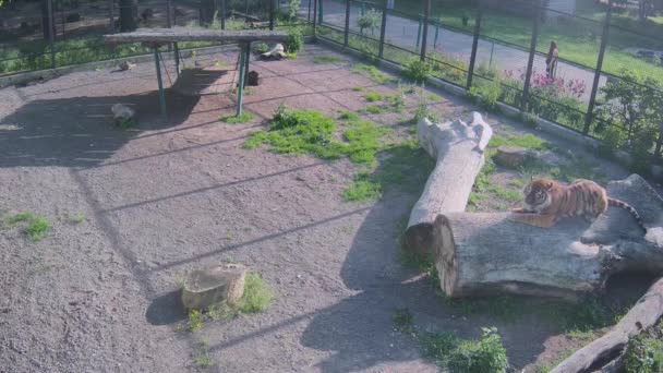 美丽的大老虎躺在木头上 — 图库视频影像