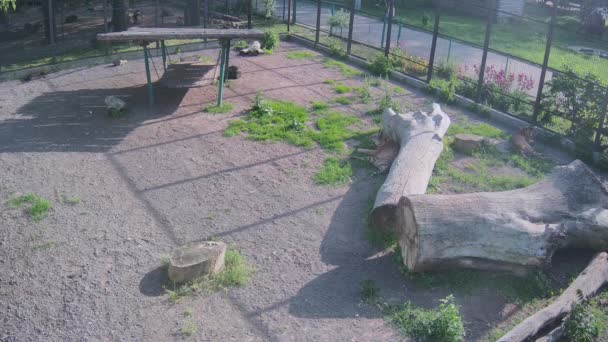 Τίγρεις Αναπαύονται Στον Ήλιο Ένα Κλουβί — Αρχείο Βίντεο