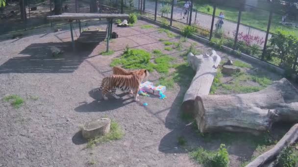 Dos Tigres Grandes Hermosos Están Explorando Piata Con Interés — Vídeo de stock