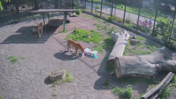老虎试图用皮阿塔吃肉 — 图库视频影像